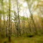 DIY Independent Artist Success